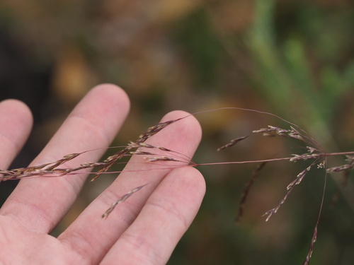 Image of Deschampsia nubigena by (c) Kevin Faccenda, some rights reserved (CC BY)