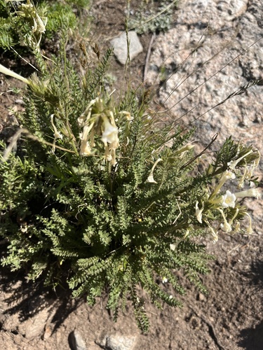 Brandegee's Jacob's-ladder (Polemonium brandegeei)