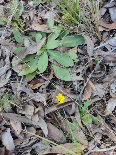 Image of Goodenia mystrophylla by (c) Tony van Kampen, some rights reserved (CC BY)