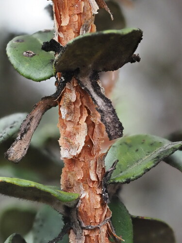 Metrosideros polymorpha