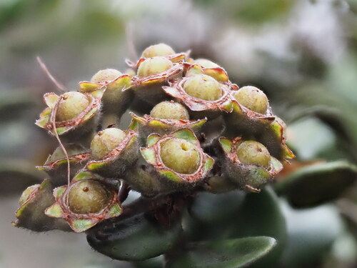 Metrosideros polymorpha