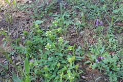 Prunella laciniata