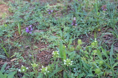 Prunella laciniata