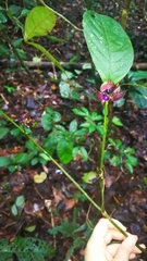 Palicourea ostreophora