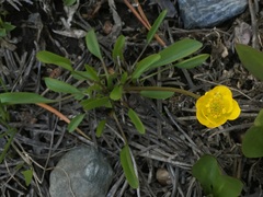 Ranunculus alismifolius