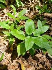 Croomia pauciflora