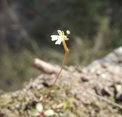 Stylidium tenerum