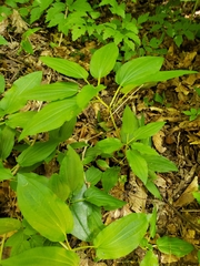 Croomia pauciflora
