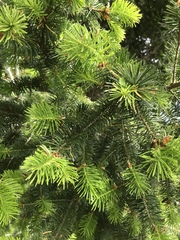 Pseudotsuga
