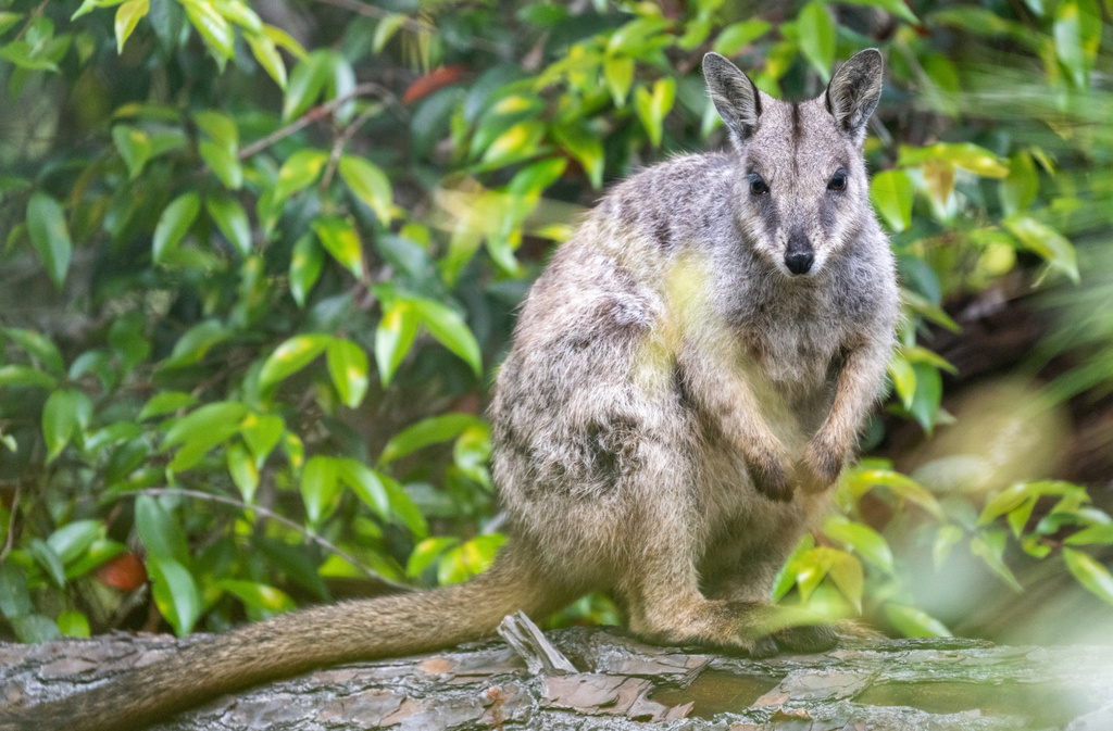 Unadorned Rock Wallaby