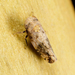 Menosoma cinctum - Photo (c) Meghan Cassidy, alguns direitos reservados (CC BY-SA)