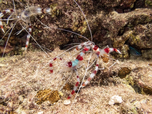 Banded Coral Shrimp, photo 4 of 10