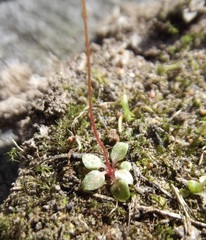 Stylidium tenerum