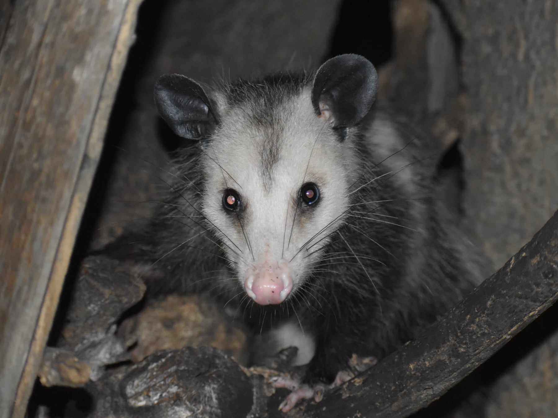 Didelphis virginiana<br>13 July, 2024