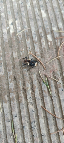 Eucryptorrhynchus scrobiculatus