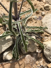 Frasera albomarginata