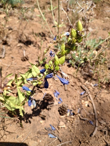 Blue Mountain Beardtongue (Penstemon pennellianus)