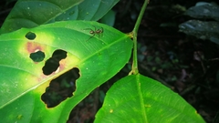 Dolichoderus attelaboides