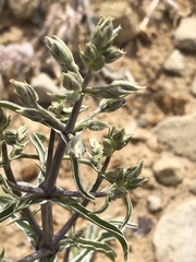 Frasera albomarginata