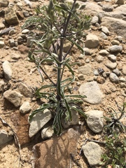 Frasera albomarginata