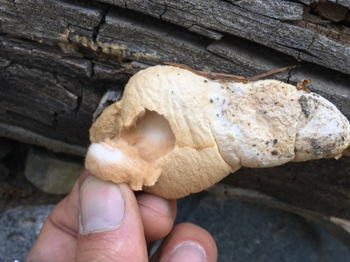 Spongiporus leucospongia