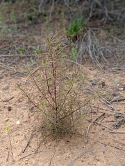 Cordylanthus rigidus