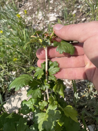 Image of White-stem gooseberry by (c) crothfels, some rights reserved (CC BY)