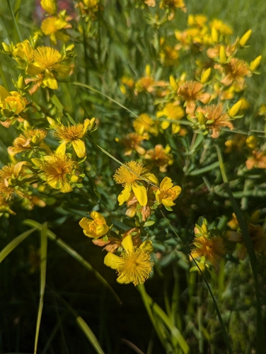 Image of Hypericum kalmianum by (c) Skyler Principe, some rights reserved (CC BY)