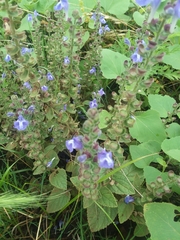 Scutellaria ovata