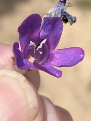 Penstemon carnosus