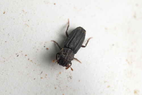 Rhyparus observed 2024-07-12