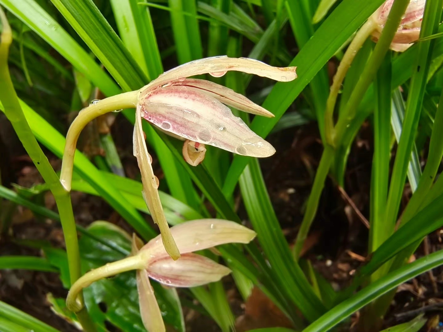Imagem de Orquídea-bambu