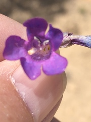 Penstemon carnosus