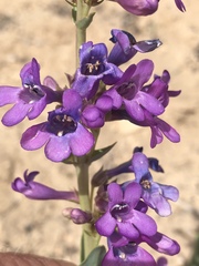 Penstemon carnosus