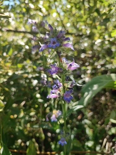 Sulphur Penstemon (Penstemon attenuatus)