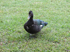 Cairina moschata domestica