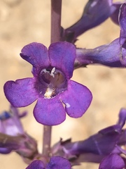 Penstemon carnosus