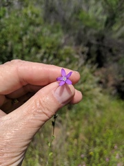Triodanis biflora