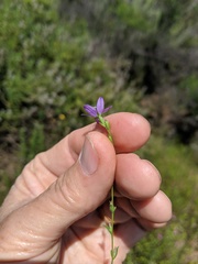 Triodanis biflora