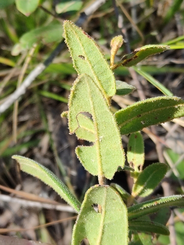 Image of Eucalyptus tindaliae by (c) Tony van Kampen, some rights reserved (CC BY)