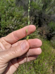 Triodanis biflora