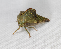 Telamona monticola