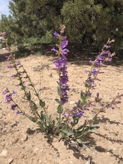 Penstemon carnosus