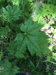 Oplopanax