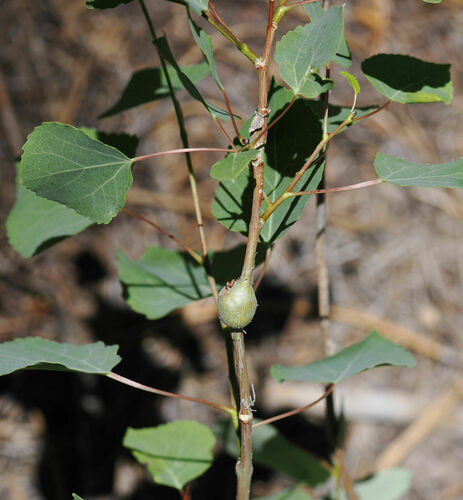 Poplar Twiggall Fly photo 4