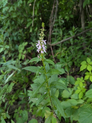Image of Stachys hispida by (c) Skyler Principe, some rights reserved (CC BY)
