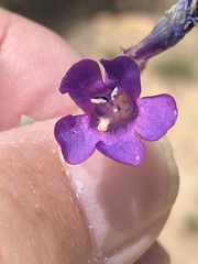 Penstemon carnosus