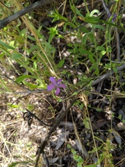 Triodanis biflora