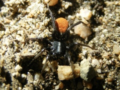 Castianeira occidens