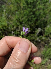 Triodanis biflora